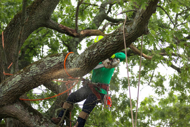 Leaf Removal in St Clair Shores, MI